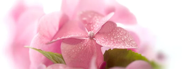 Floral Background Soft Hydrangea Hortensia Flowers Water Drops Petals Artistic — Stock Photo, Image