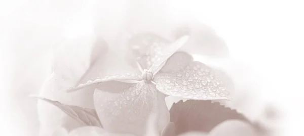 Floral background. Soft Hydrangea or Hortensia flowers with water drops on petals. Artistic natural background. Flowers in bloom in spring time. Extremely shallow depth of field