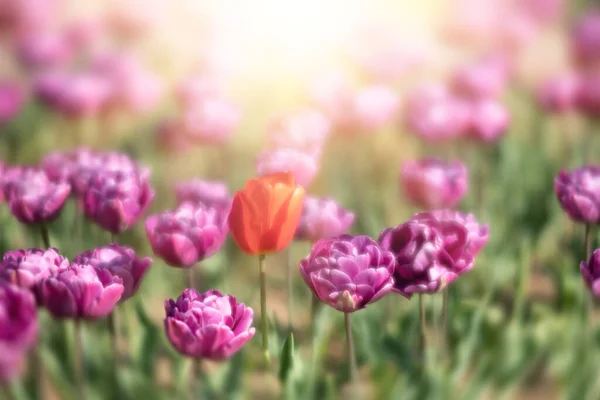 Tulpen Het Bloembed Van Stad Selectieve Focus Bloeiende Tulpen Zonlicht — Stockfoto