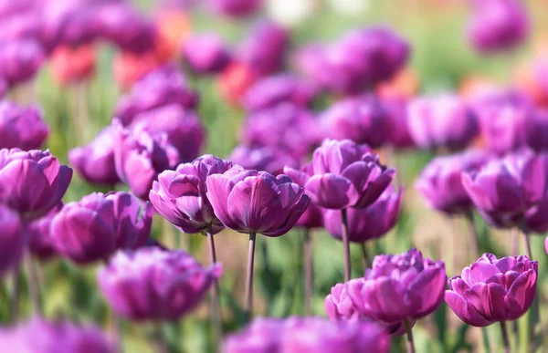 Tulpen Städtischen Blumenbeet Selektiver Fokus Blühende Tulpen Tulpengarten Frühling — Stockfoto