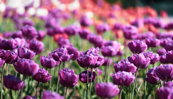 Tulpen Städtischen Blumenbeet Selektiver Fokus Blühende Tulpen Tulpengarten Frühling — Stockfoto
