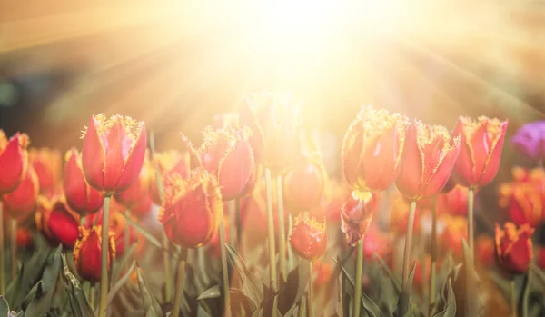 Tulpen Het Bloembed Van Stad Selectieve Focus Bloeiende Tulpen Zonlicht — Stockfoto