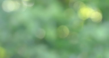 Doğal arka plan konsepti. Işıklar ve bulanıklıklarla dolu doğa. Metnin veya ilanın için telif alanı olan soyut çim arkaplanı