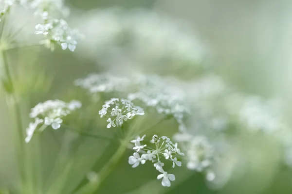 Natural Background Concept Nature Bokeh Background Lights Blurs Abstract Grass — Stock Photo, Image