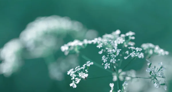 Naturlig Bakgrund Koncept Naturen Bokeh Bakgrund Med Ljus Och Oskärpa — Stockfoto