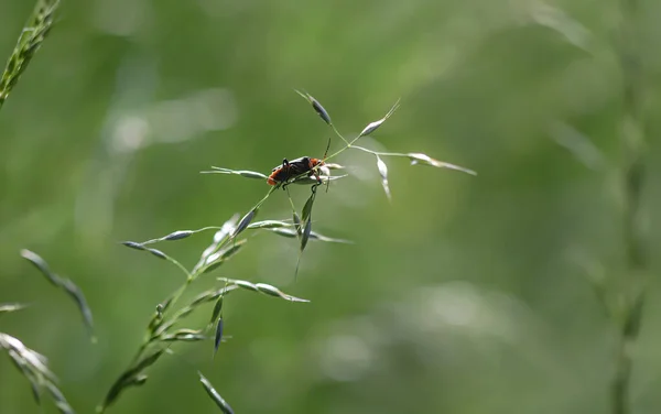 Přirozený Koncept Pozadí Příroda Bokeh Pozadí Světly Rozmazané Abstraktní Travnaté — Stock fotografie