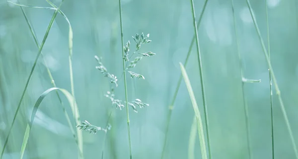 Concepto Fondo Natural Naturaleza Bokeh Fondo Con Luces Desenfoque Fondo — Foto de Stock