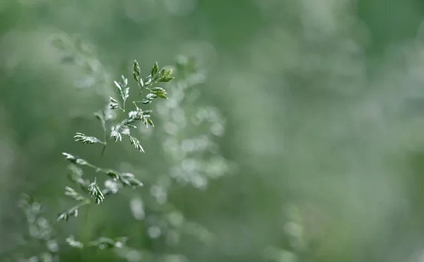 Přirozený Koncept Pozadí Příroda Bokeh Pozadí Světly Rozmazané Abstraktní Travnaté — Stock fotografie