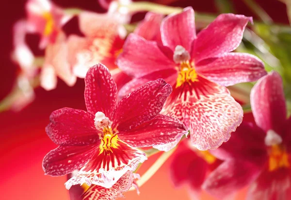 Hermosas Flores Orquídea Cambria Roja Ramo Flores Tropicales Lujo Orquídeas — Foto de Stock