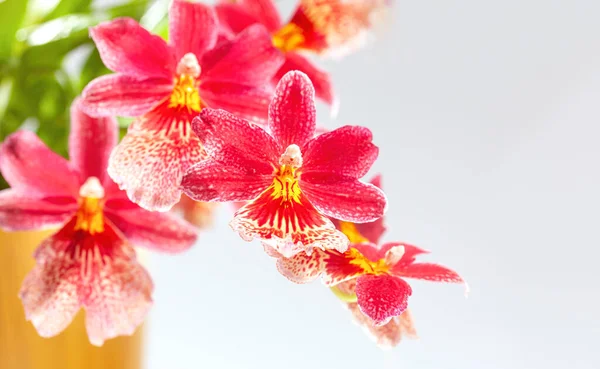 美丽的红色寒武纪兰花 热带红 白兰花丛生 — 图库照片