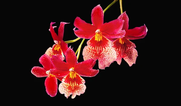 Beautiful Red Cambria Orchid Flowers Bunch Luxury Tropical Red Yellow — Stock Photo, Image