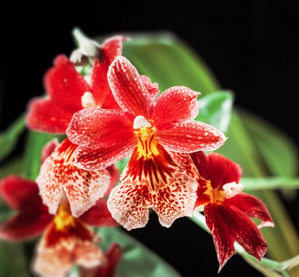 Beautiful Red Cambria Orchid Flowers Bunch Luxury Tropical Red Yellow — Stock Photo, Image