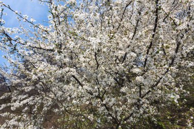 Bahar geldi. Beyaz çiçeklerle çiçek açan ağaç brunch 'ı.