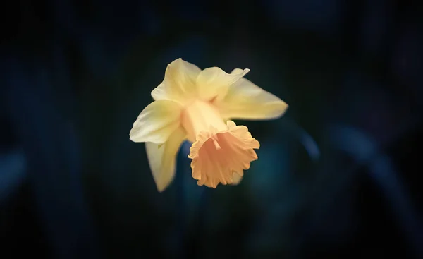 Soft Focus Image Yellow Narcissus Flower Green Grass Shallow Dof — Stock Photo, Image