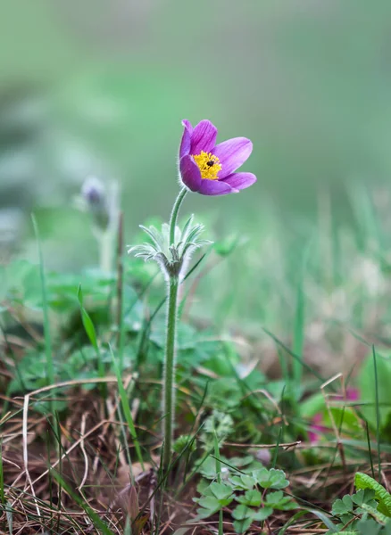 Pasque Flower Pulsatilla Patens Glows Springtime Light Shallow Dof — Stock Photo, Image