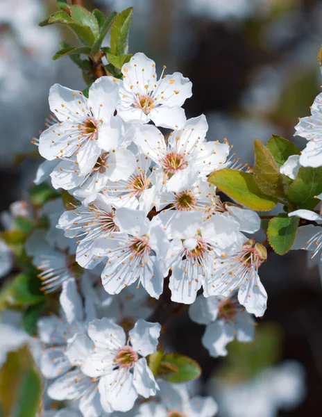 春天的时候白花的枯树早午餐 — 图库照片