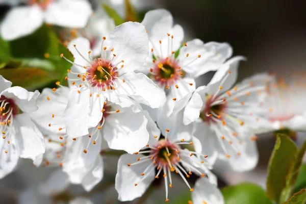 Spring Time Blossoming Tree Brunch White Flowers — Stock Photo, Image