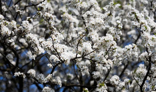 Voorjaarstijd Bloeiende Boom Brunch Met Witte Bloemen — Stockfoto