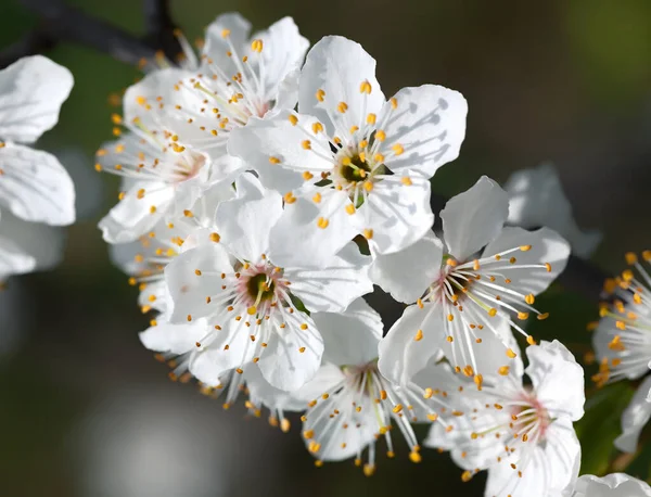 Voorjaarstijd Bloeiende Boom Brunch Met Witte Bloemen — Stockfoto