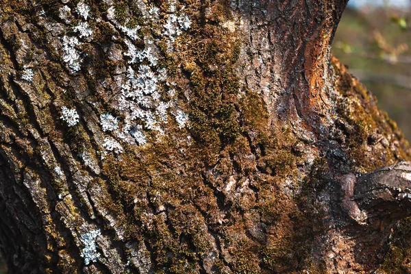 Старая Кора Дерева Естественного Текстурированного Фона — стоковое фото