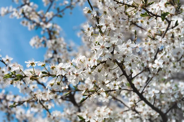 Voorjaarstijd Bloeiende Boom Brunch Met Witte Bloemen — Stockfoto