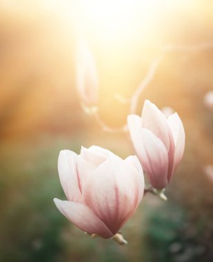 Doğal arka plan konsepti. Pembe manolya dalı. Magnolia ağacı çiçek açar. Doğaya karşı gelişen manolya dalı. 