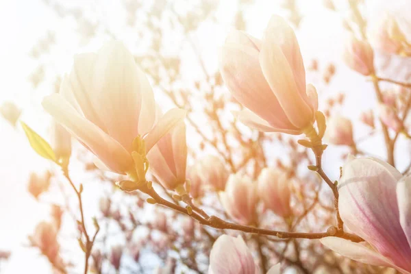自然背景概念 粉色木兰花分枝 木兰花花 在自然的背景下 百合花分枝 — 图库照片