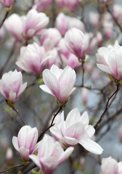 Concept Fond Naturel Branche Magnolia Rose Arbre Magnolia Fleurit Fleur — Photo