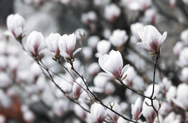 Natural background concept. Pink magnolia branch. Magnolia tree blossom. Blossom magnolia branch against nature background.