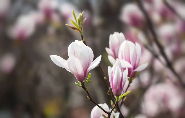 Natuurlijke Achtergrond Concept Roze Magnolia Tak Magnolia Boom Bloesem Blossom — Stockfoto