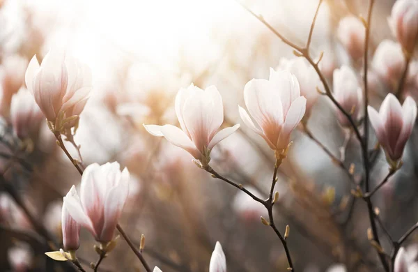Természetes Háttér Koncepció Rózsaszín Magnólia Magnolia Virágzik Virág Magnólia Ellen — Stock Fotó