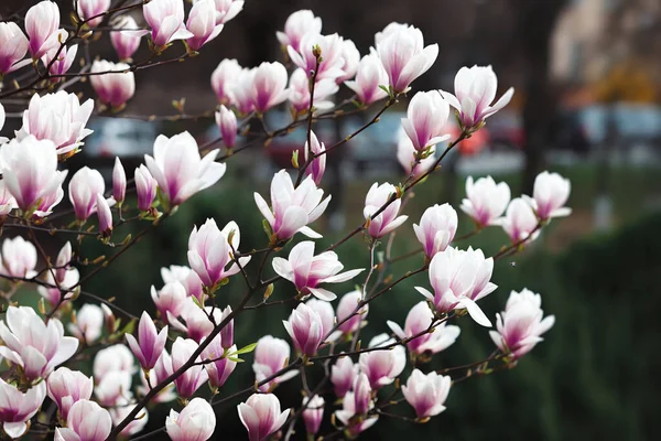 Natural background concept. Pink magnolia branch. Magnolia tree blossom. Blossom magnolia branch against nature background.