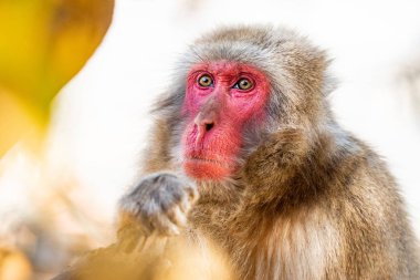 Japon makak maymunu. Bazı makak maymunlar. Bir Japon makak Close-up.