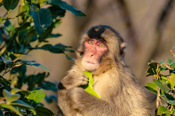 Japanischer Makakenaffe. Makaken-Affen. Nahaufnahme eines japanischen Makaken. — Stockfoto