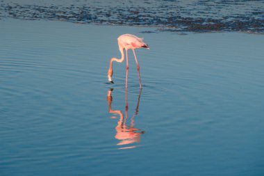 Gün batımında altın ışıkta suda yürüyen daha büyük flamingoların bir gösterişi, Dubai.