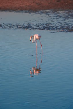 Gün batımında altın ışıkta suda yürüyen daha büyük flamingoların bir gösterişi, Dubai.