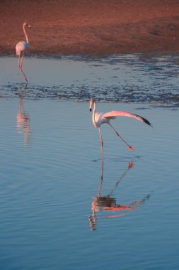 Gün batımında altın ışıkta suda yürüyen daha büyük flamingoların bir gösterişi, Dubai.