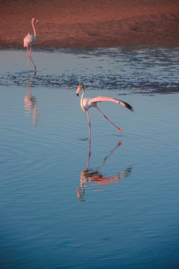 Gün batımında altın ışıkta suda yürüyen daha büyük flamingoların bir gösterişi, Dubai.