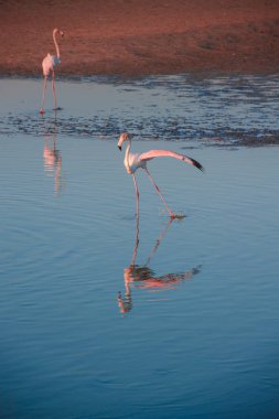 Gün batımında altın ışıkta suda yürüyen daha büyük flamingoların bir gösterişi, Dubai.