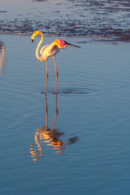 Gün batımında altın ışıkta suda yürüyen daha büyük flamingoların bir gösterişi, Dubai.