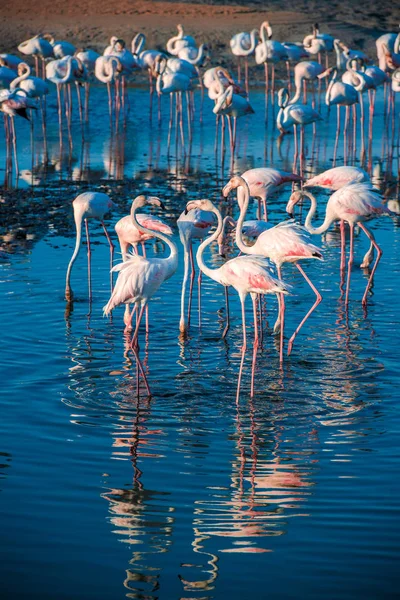 Gün batımında altın ışıkta suda yürüyen daha büyük flamingoların bir gösterişi, Dubai.
