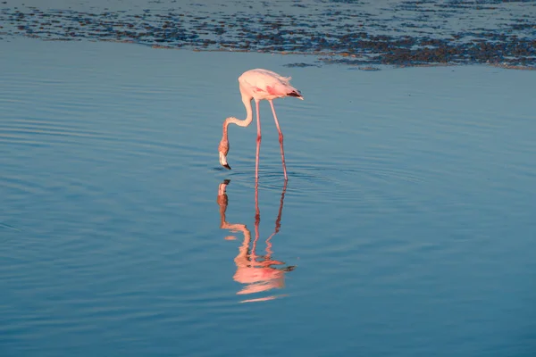 Flamingos, die bei Sonnenuntergang in goldenem Licht im Wasser waten, dubai. — Stockfoto