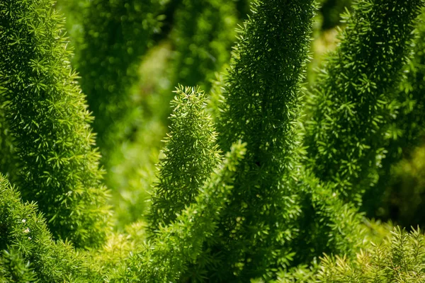 绿叶特写自然视图。天然绿色植物景观，生态，新鲜壁纸概念. — 图库照片