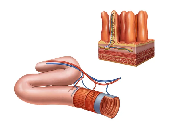 小腸の解剖学 デジタル イラストレーション — ストック写真