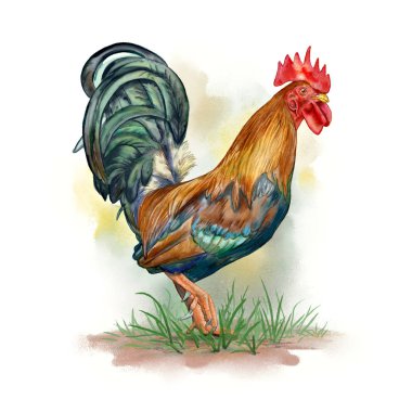 Horoz suluboya (Gallus gallus domesticus). Dijital illüstrasyon.