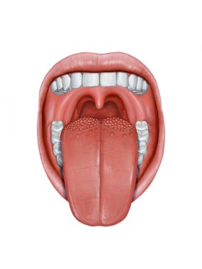 Open mouth with tongue sticking out, showing its different anatomy parts. Digital illustration. clipart