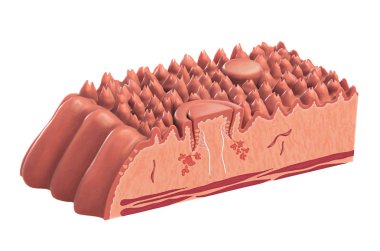 Farklı anatomik parçaları gösterilen insan dilini kesit. Dahil kırpma yolu ile dijital illüstrasyon.
