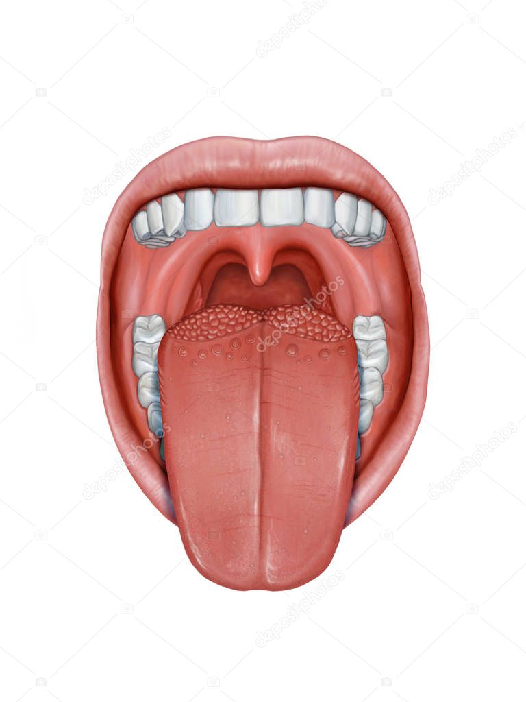 Open mouth with tongue sticking out, showing its different anatomy parts. Digital illustration.