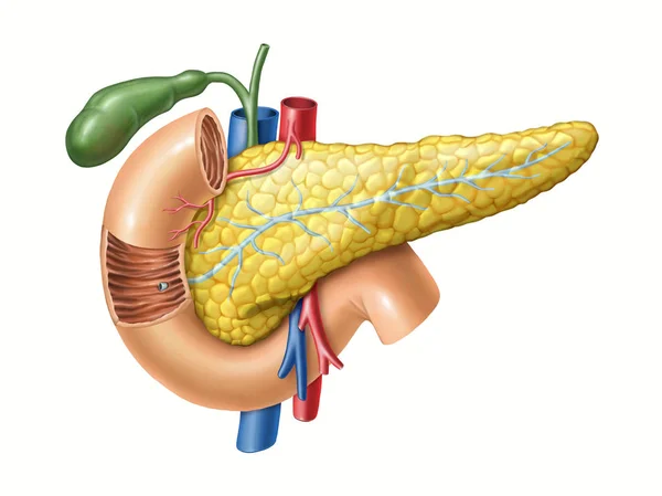 Anatomía del páncreas —  Fotos de Stock