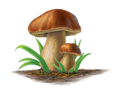Porcini mantar
